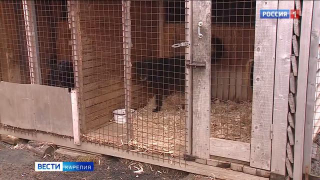 В Законодательном Собрании Карелии обсудили проблему безнадзорных собак смотреть онлайн