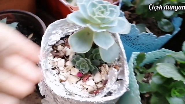 BALKON ÇİÇEKLERİM SON DURUMLARI KAR YAĞIYOR SARDUNYA YILBAŞI DÖKTÜRDÜ😍