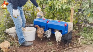 Кормушка курам из канистры на боку