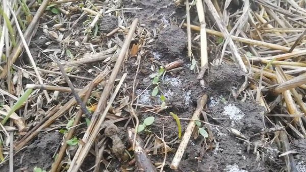 Получили всходы. Ячмень мастер посеянный СЗС-2.1, no-till, Крым, Симферопольский район.