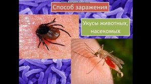 инфекционные болезни ОБЖ