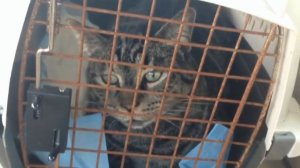 КОТЫ 2021 Смешные коты и котики, приколы с котов до слез – Смешные кошки – Funny.mp4