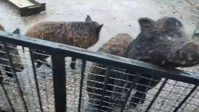 Закрытие смены в Артеке, прощанье с Артеком, зоопарк в Симферополе, дорога домой смотреть онлайн