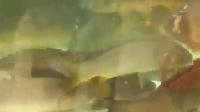 Дохлая рыба в одесском супермаркете на проспекте Маршала Жукова смотреть онлайн