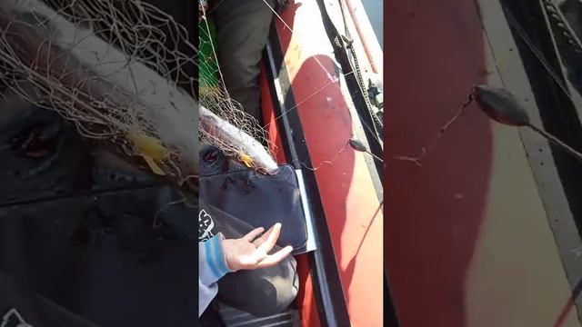 рыбалка на ангаре смотреть онлайн