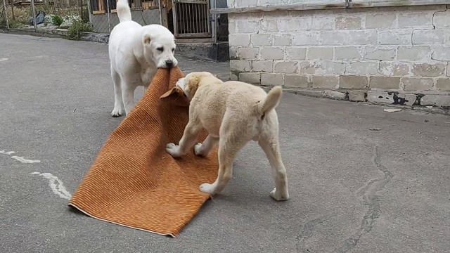 Выпускники питомника Тимерташ Элара Звезда Удачи и Юзбаш Великан ( Украина) По всем вопросам +79048 смотреть онлайн