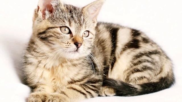 Какого цвета кот к деньгам, а какой к счастью. значение окраски кошек смотреть онлайн