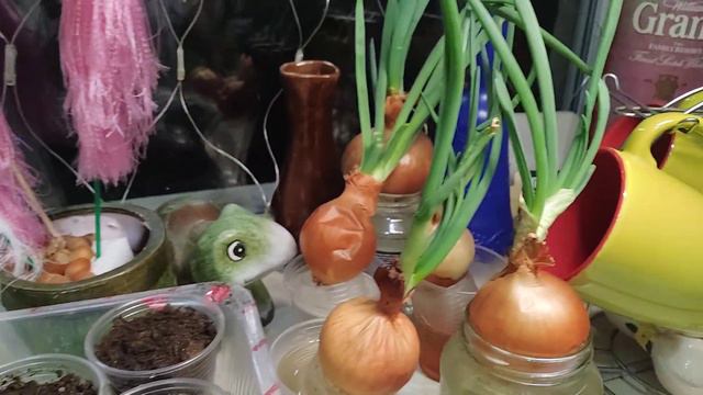 Мандариновый сад от Никиты и Максима. Выращиваем мандарины на подоконнике. смотреть онлайн