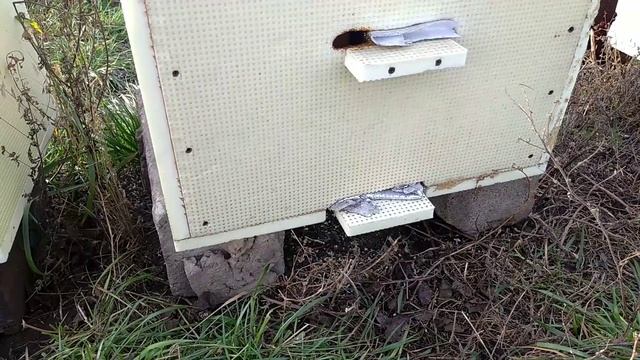 Облет пчёл, проблемы с грызунами и синицами, как зимуют пчелы