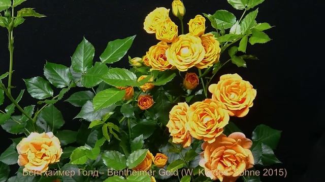Как распускается роза Бентхаймер Голд - Bentheimer Gold (W. Kordes' Sohne 2015) смотреть онлайн