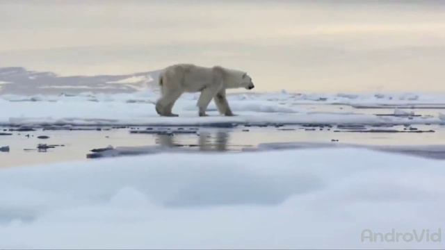 Самые большие животные в мире топ 10 смотреть онлайн