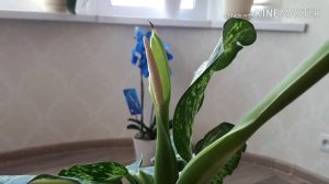 Как цветет диффенбахия/ Бешенные кактусы/Сумасшедшие орхидеи