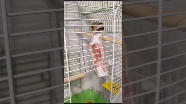Когда зимой нет коры для птиц. Птицы:ООО деньга смотреть онлайн