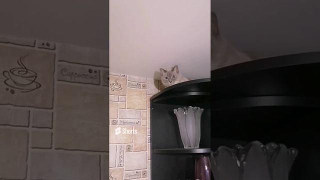 Кошка Мэри_ - Устин, пять минут - полёт нормальный! #shorts смотреть онлайн