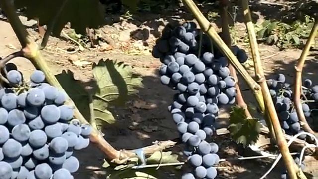 Ливадийский чёрный смотреть онлайн