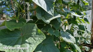 ОТ ФИТОФТОРЫ? МУЧНИСТОЙ РОСЫ ?ФИТОСПОРИН АС КАК ВЫБРАТЬ ПРАВИЛЬНО ВРЕМЯ ПРИМЕНЕНИЯ @obovsemsmarusya