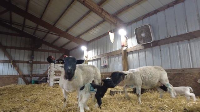 How to Raise Bottle Baby Lambs and Goats смотреть онлайн