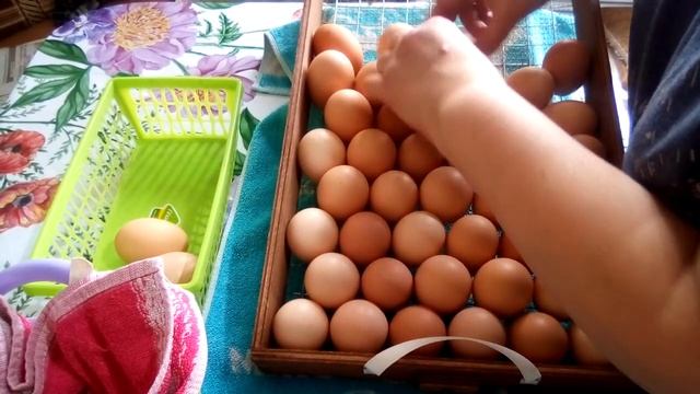 Укладка яиц на решетку инкубатора блиц норма.