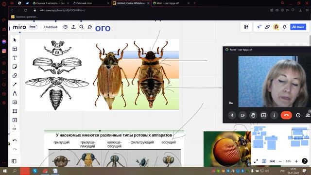 Насекомые смотреть онлайн
