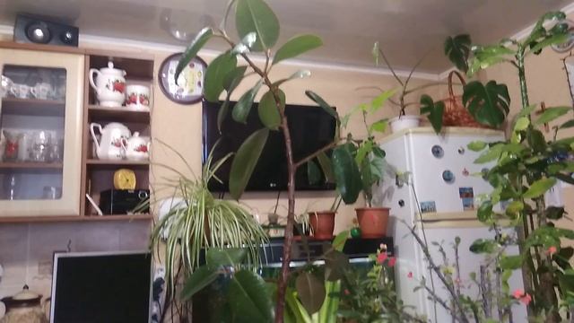 Мои любимые комнатные цветы смотреть онлайн