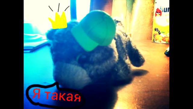 Лаки-дикая кошка ;3