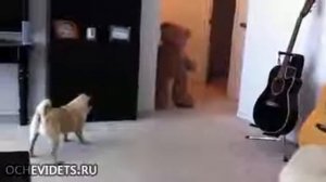 Собака обосралась от испуга