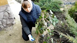 Плющ обыкновенный Как посадить плющ дома Плющ выращивание и уход