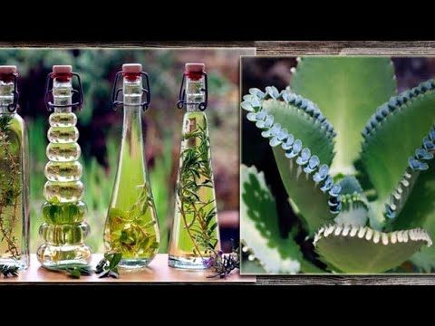 Лучшее средство от варикоза, артрита, артроза, камней в почках и болезней сердца!!! Bwb4aZ98l-Q