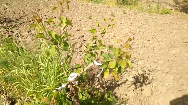 Нюансы прививки абрикоса смотреть онлайн