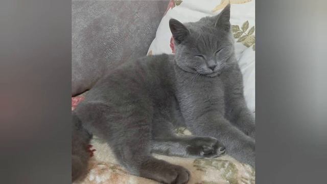 Дикая природа и мои верные друзья смотреть онлайн