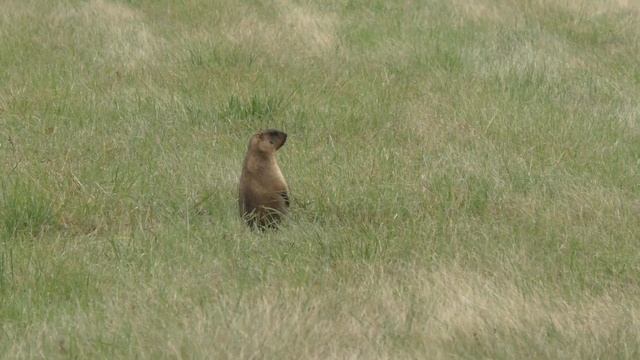 Сурки смотреть онлайн
