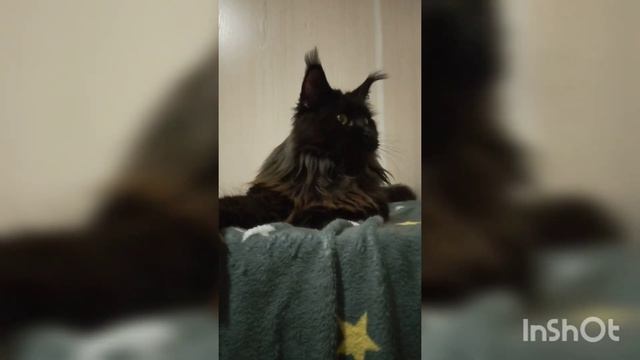 Шикарнейшая Нарцисса сторожит вольер с новорожденными племянниками❤ смотреть онлайн