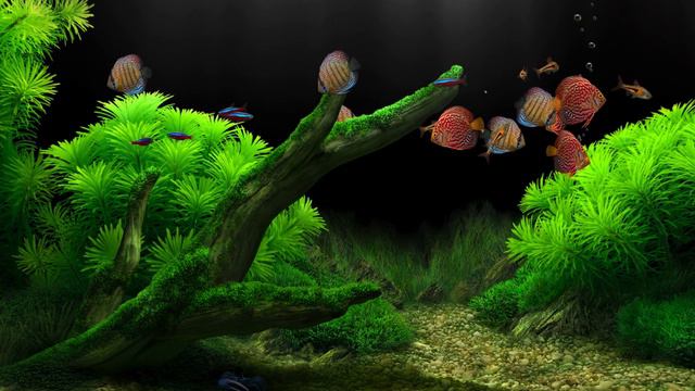 Dream Aquarium Green Mossy Pebble Ground Harlequin Rasbora, Cardinal Tetra, Discus смотреть онлайн