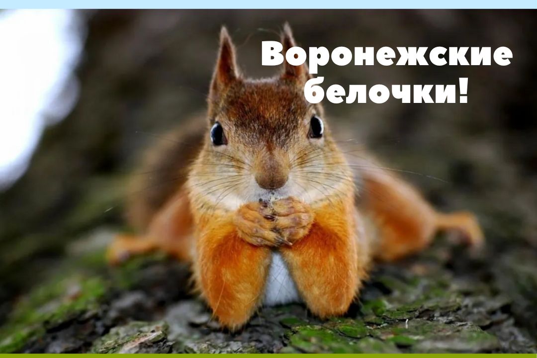 Дети и ручные белки!  Воронежский парк Танаис.