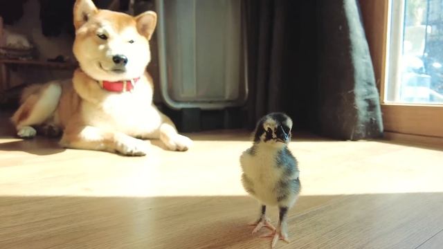 У нас пополнение ^^ KOREA VLOG