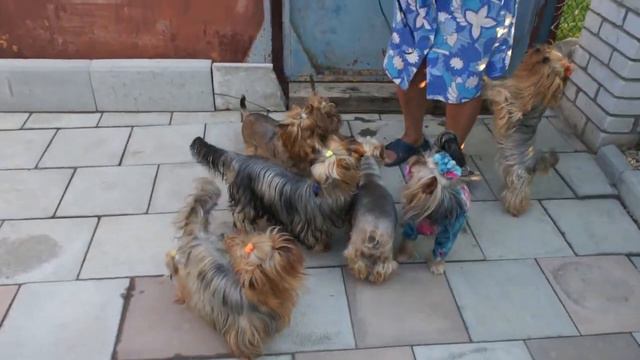 мои йорки в Вязниках смотреть онлайн