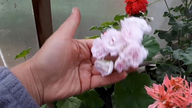 БОЛЬШОЙ обзор пеларгоний! смотреть онлайн