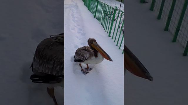 Зимний пеликан в Кургане (Курганская область) смотреть онлайн