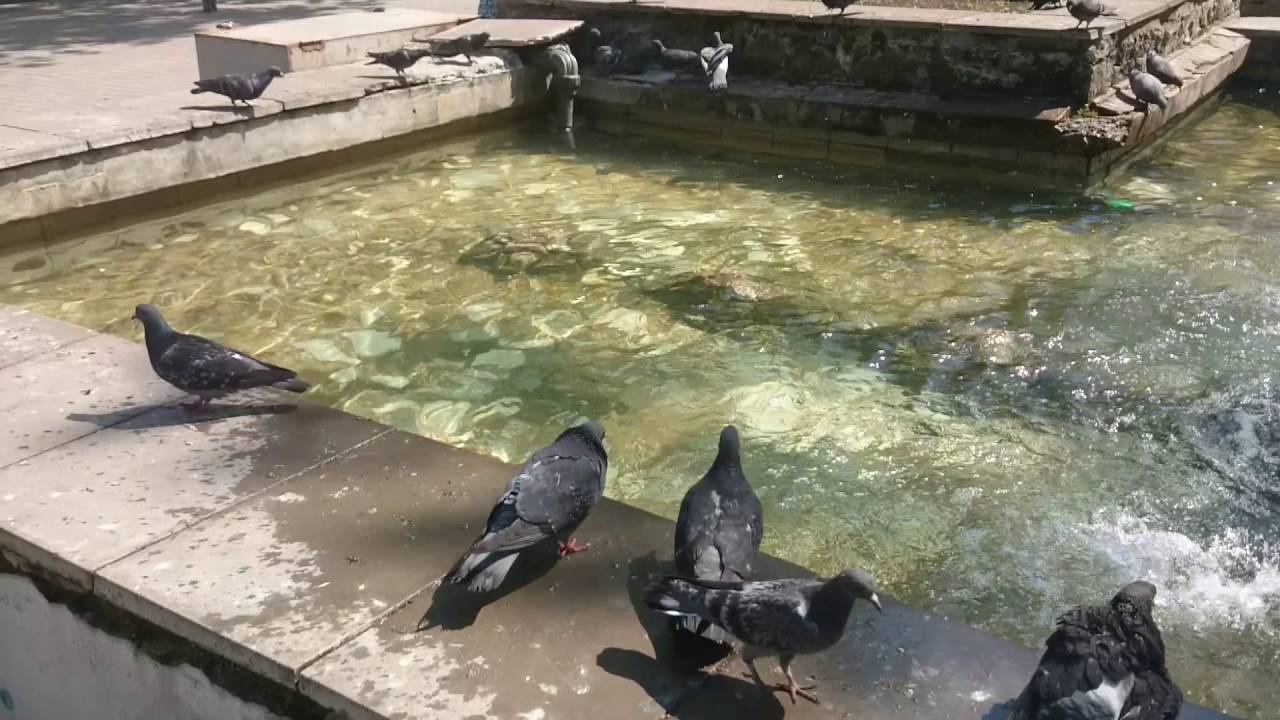 Голубиный пляж смотреть онлайн