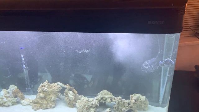 Marine Setup - Boyu 300L - Week 4 - Protein Skimmer смотреть онлайн