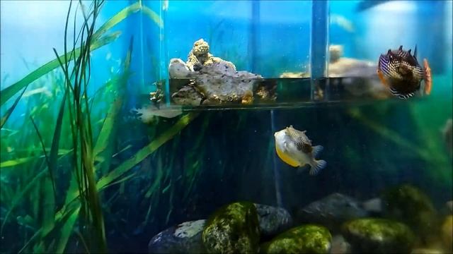 15. Москвариум. ВДНХ. Фугу и Скалярия. смотреть онлайн