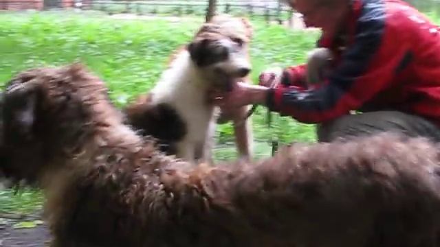 Щенки метисы боксера и эрдельтерьера смотреть онлайн