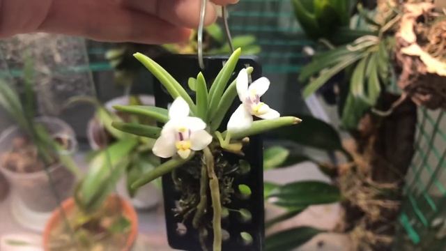 Pteroceras semiteretifolium, мини орхидея птероцерас обзор смотреть онлайн