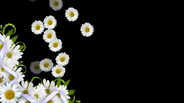 Футаж Солнечные брызги HD White daisies смотреть онлайн