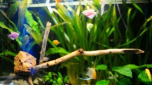 Лечение рыб от кишечных паразитов. Не повторяйте моих ошибок. Аквариум 168 л.