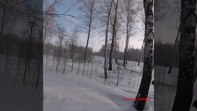 Охота на зайца! Новосибирская область смотреть онлайн