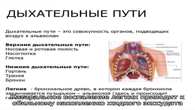 О чем сигнализирует кашель у лошадей смотреть онлайн