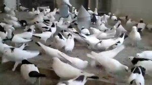 Бакинский бойные голуби шейки ?️