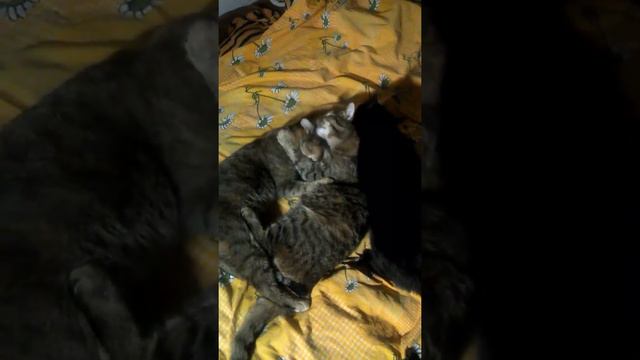 Мужика вылизывают смотреть онлайн