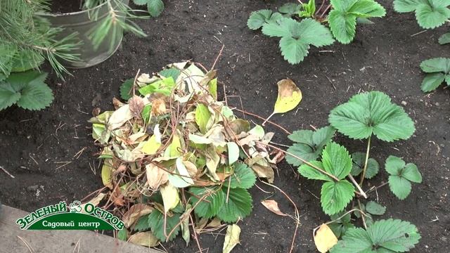 Укрытие земляники на зиму, зимостойкость корней, розетки смотреть онлайн